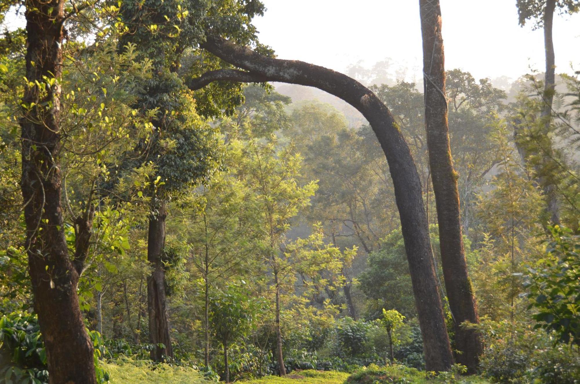 Ibbanicadu Estate Homestay Madikeri Exterior foto